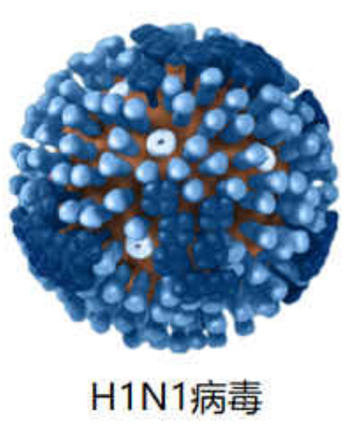 H1N1病毒滅活