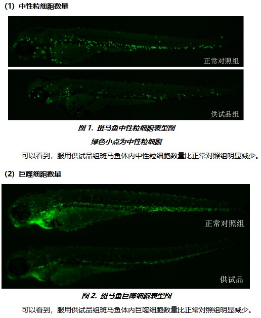 利用斑馬魚模型評(píng)價(jià)免疫毒性