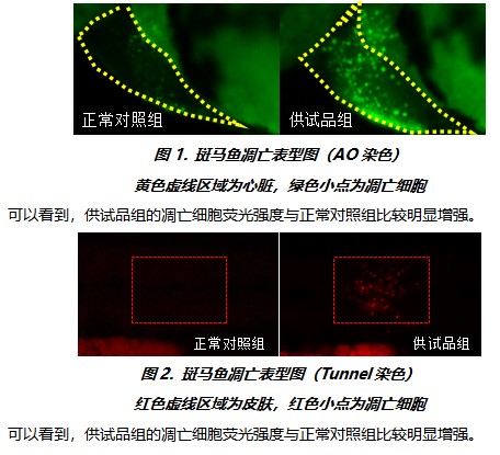 利用斑馬魚評(píng)價(jià)細(xì)胞凋亡