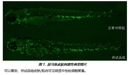 利用斑馬魚模型評(píng)價(jià)皮膚肌肉毒性