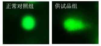 利用斑馬魚(yú)模型評(píng)價(jià)基因毒性