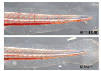 利用斑馬魚(yú)模型評(píng)價(jià)降血脂作用