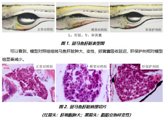 利用斑馬魚(yú)模型評(píng)價(jià)酒精性肝損傷保護(hù)作用