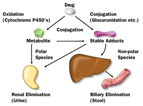 藥物進入體內(nèi)后的代謝與排泄途徑