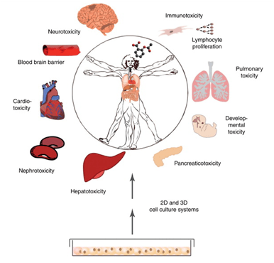 新的化合物可能引起各類組織器官的毒性損傷，這些毒性可以在相應(yīng)的2D或3D培養(yǎng)的細(xì)胞模型中進(jìn)行早期檢測(cè)，為藥物研發(fā)提供重要參考資料。