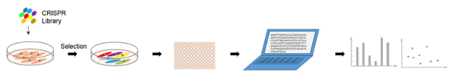 sgRNA文庫篩選服務(wù)流程