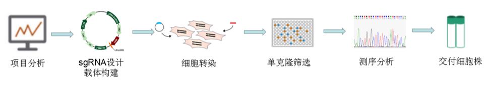 基因編輯細(xì)胞系定制服務(wù)