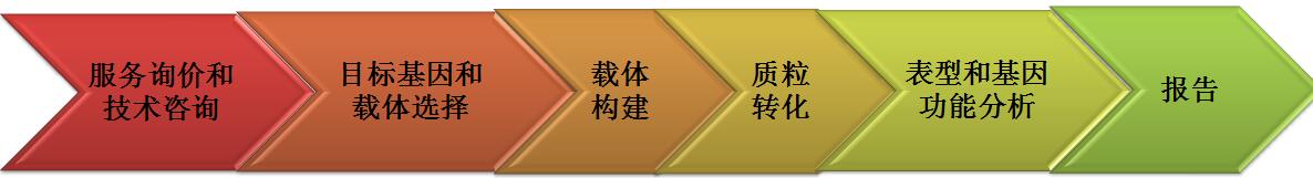 基因過(guò)表達(dá)實(shí)驗(yàn)流程