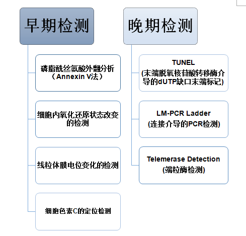 細(xì)胞凋亡檢測(cè)服務(wù)