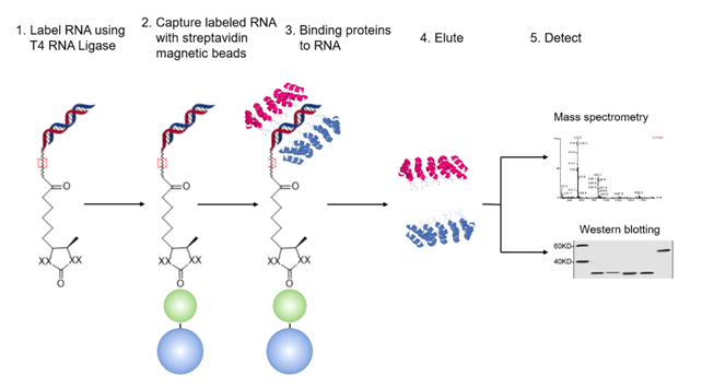 RNA/DNA Pull down工作原理