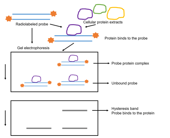EMSA凝膠阻滯遷移電泳檢測原理圖