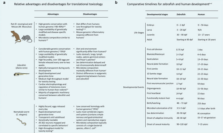 斑馬魚(yú)的轉(zhuǎn)化毒理學(xué)，關(guān)于斑馬魚(yú)的毒理試驗(yàn)