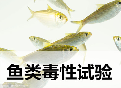 魚類的急性毒性實驗