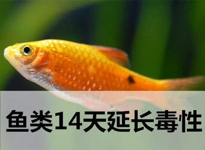 魚類14天延長(zhǎng)毒性試驗(yàn)